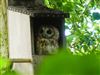 Tawny Owl