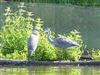 Grey Heron