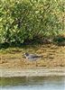 Wood Sandpiper