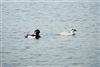 Smew