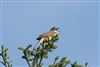 Whitethroat