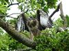 Buzzard