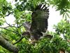 Buzzard