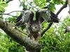 Buzzard