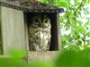 Tawny Owl