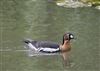 Red-breasted Goose