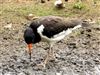 Oystercatcher
