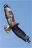 Buzzard