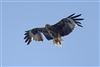 Red Kite
