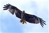 Red Kite