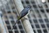 Grey Wagtail