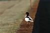 Shelduck