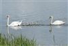 Mute Swan