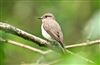 Spotted Flycatcher