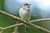 Spotted Flycatcher