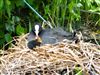 Coot