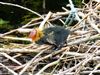 Coot