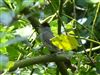 Blackcap