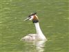Great Crested Grebe