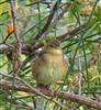 Grasshopper Warbler