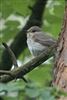 Spotted Flycatcher