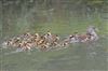 Mandarin Duck