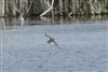 Common Sandpiper