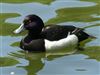 Tufted Duck