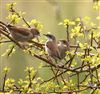 Whitethroat