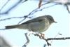 Chiffchaff