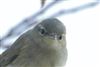 Chiffchaff