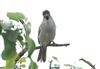 Blackcap