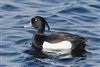Tufted Duck