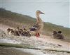 Mallard
