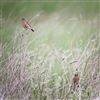 Stonechat