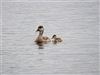 Red-crested Pochard