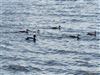 Tufted Duck