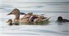 Tufted Duck