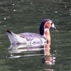 Red-breasted Goose
