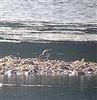 Wood Sandpiper
