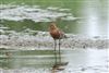 Black-tailed Godwit