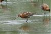 Black-tailed Godwit