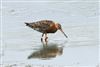 Black-tailed Godwit