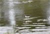 Green Sandpiper