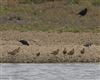 Black-tailed Godwit