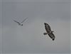 Buzzard