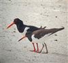 Oystercatcher