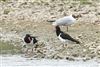 Oystercatcher