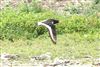 Oystercatcher