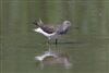 Green Sandpiper